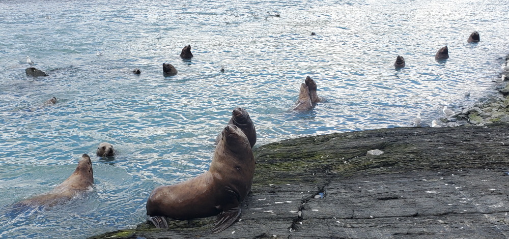 Sea Lions